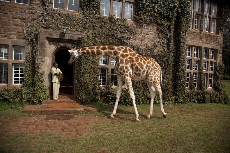 giraffe-manor-12 giraffe-manor-12