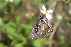 Butterfly on a flower