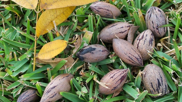 [pecan15%255B4%255D.jpg]