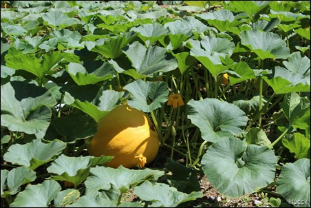 Burts Farm, pumpkin patch, Dawsonville, GA