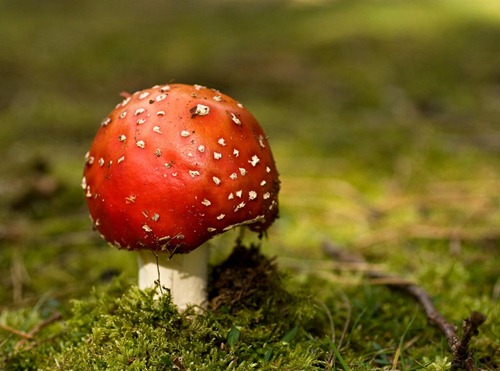 Fly-Agaric-12