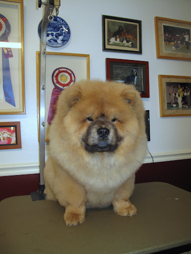 Yes, I deserve to be photographed next to these blue ribbons! I am a wonderful example of a champion Chow Chow!
