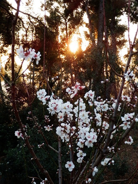 Un brote de primavera