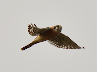HBR_2012Dec28_003.jpg
