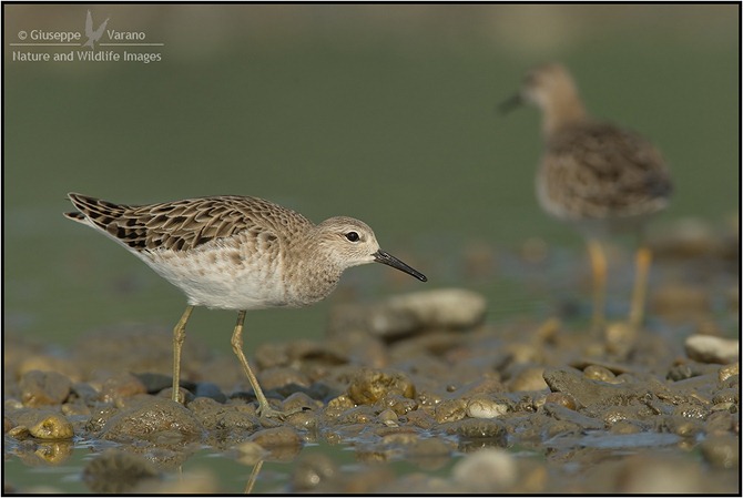 Combattente - Ruff (Philomachus pugnax) 170711_DM37081