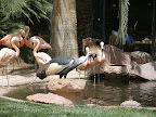 Some sort of exotic turkey thing at the flamingo habitat at the Flamingo.