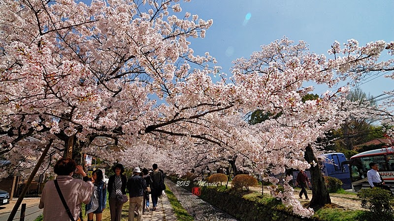 京都白川疏水櫻花