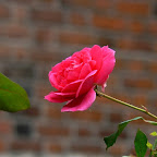 Rose in Krakow 1009107-6712-04.JPG