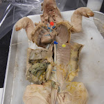 fetal_pig_coronary_labeled.jpg