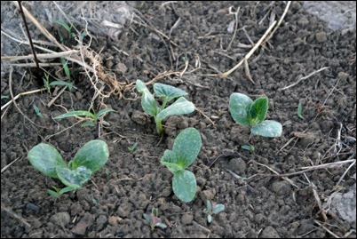 mystery vining plants1 mystery vining plants1