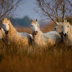 camargue horses.jpg