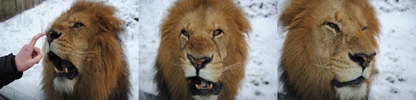 Lionking with attitude