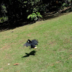 Crazy Juan, hopping, chases the staff.