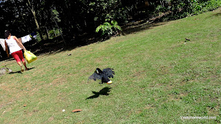 Crazy Juan, hopping, chases the staff.