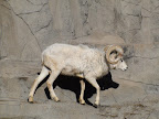denver_zoo