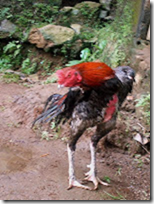 image_thumb8 image_thumb8
