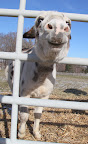 Well, I guess the donkeys are happy to see a new horse around here!