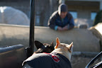 Recent Farm Activities