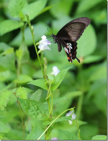 common mormon common mormon