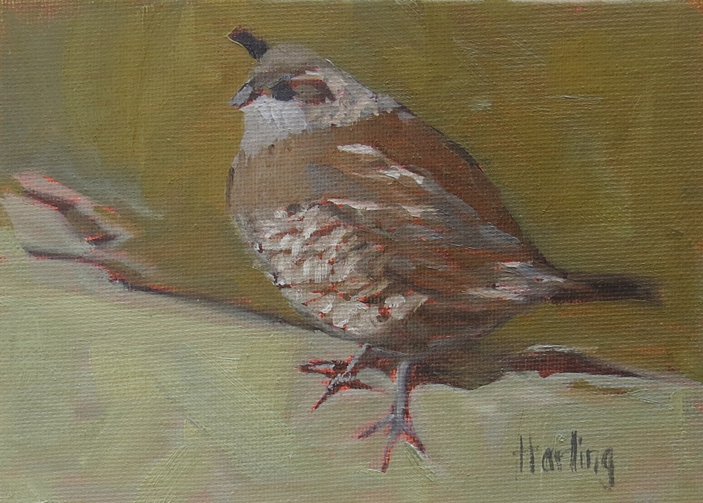 [Valley%2520Quail%2520female%2520%2520Crystal%2520Harling%2520%255B7%255D.jpg]