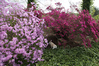 The leaves of azaleas tend to be thinner, softer, and more pointed than rhododendron leaves, which can be quite large.