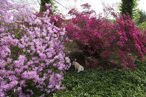 The leaves of azaleas tend to be thinner, softer, and more pointed than rhododendron leaves, which can be quite large.