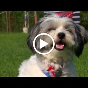 HundeschuleInuVideo HundeschuleInuVideo