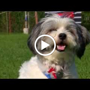 Hundeschule Inu Video
