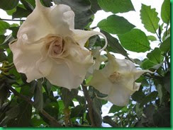 a-flower a-flower