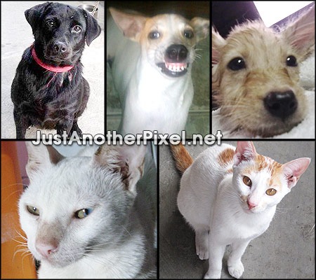 Our 3 dogs and 2 cats - JustAnotherPixel.net