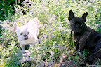 #2 - Do you think the cat mint is causing that bizarre behavior? Franny, I tasted it and it doesn't do anything for me.