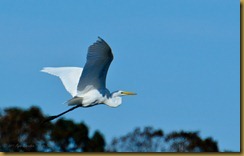 Snowy Egret