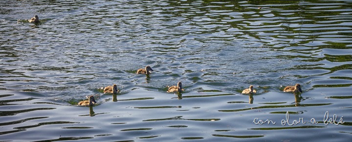 IMG_1617 IMG_1617