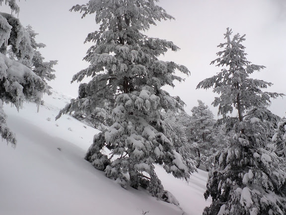 Mucha Nieve