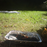 2010 - Spontangrillen im Garten
