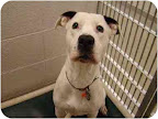 Baby Ruth
Maryland Heights, MO
See link to info. re: this pooch at end of post Baby Ruth
Maryland Heights, MO
See link to info. re: this pooch at end of post