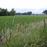 IMG_1623.JPG