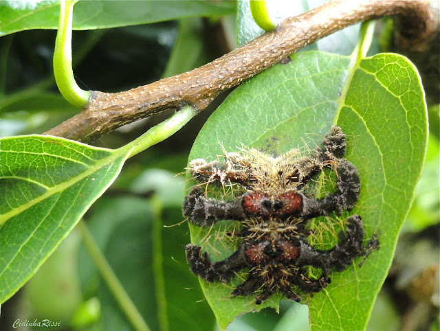 Chenille de Limacodidae, probablement Phobetron hipparchia (CRAMER, [1777]) ( "Lagarta-aranha", les poils sont considérés comme urticants). Colider (Mato Grosso, Brésil), 9 avril 2010. Photo : Cidinha Rissi