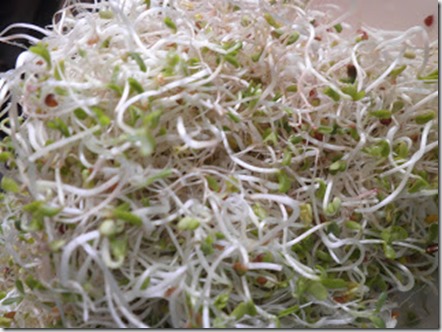 germinados germinados