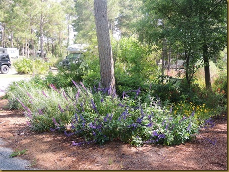 Flowers are always blooming in different corners of the park