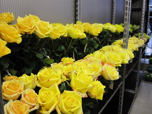 A large selection of different types of yellow roses.