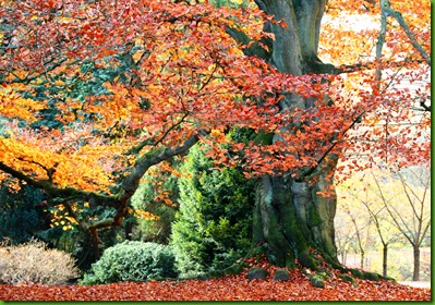 Fagus_sylvatica Fagus_sylvatica