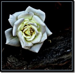 IMG_1107a IMG_1107a