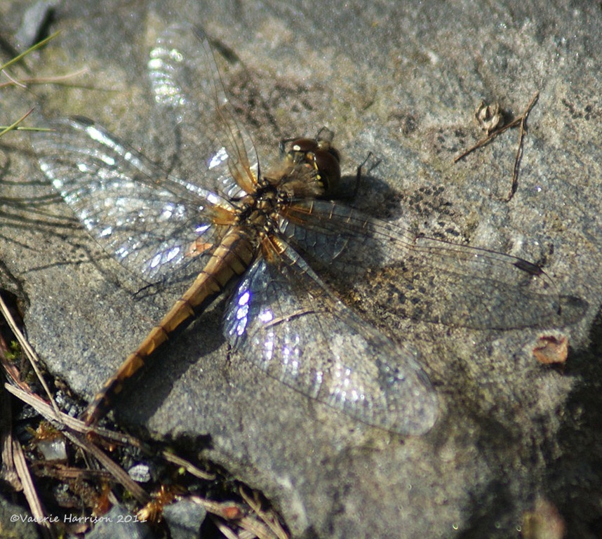 [26%2520dragonfly%255B2%255D.jpg]