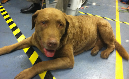 Chesapeake Bay Retriever