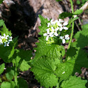 Garlic mustard