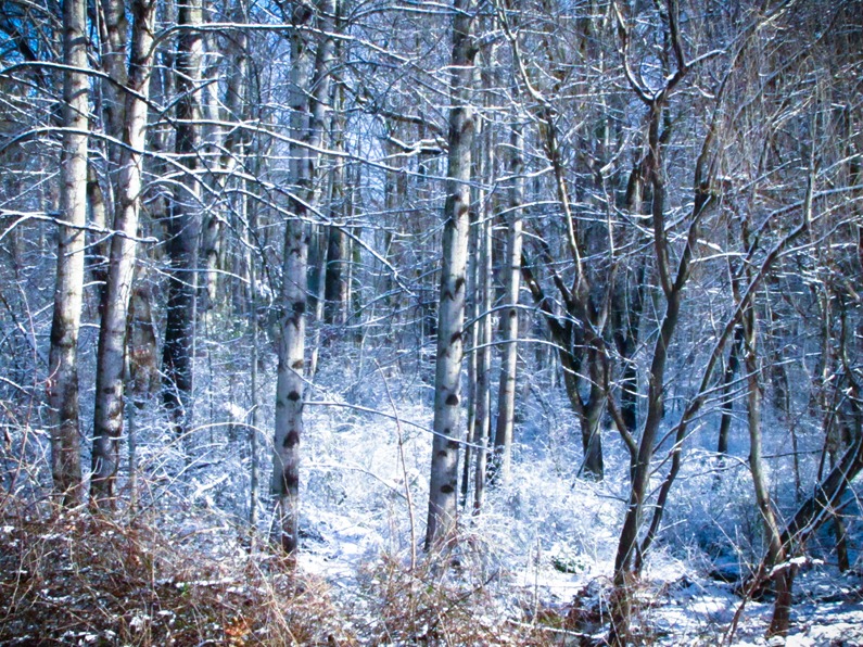 [Snow%2520004%255B5%255D.jpg]