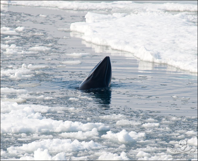 A minke whale spyhops in the middle of ice. Photo: Sea Shepherd
