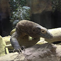 Komodo Dragon