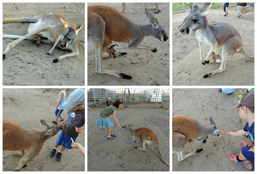 kangaroo kangaroo